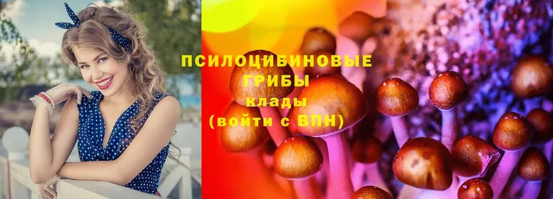 Галлюциногенные грибы Cubensis  Кашира 